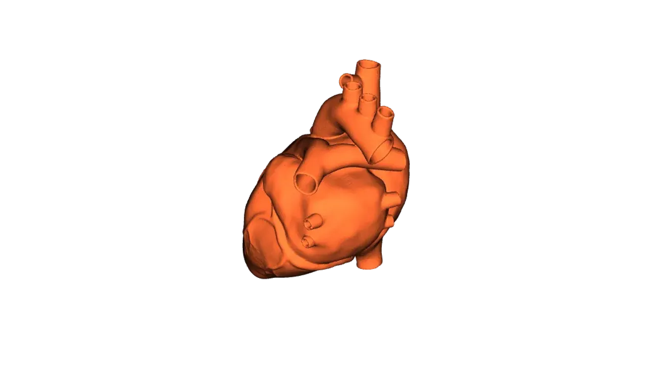 Anatomický model - Srdce