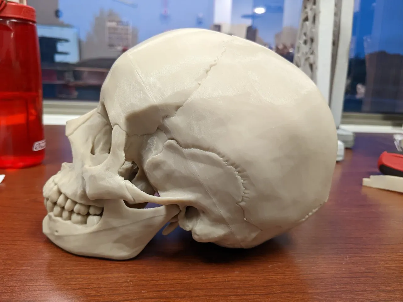 Anatomický model - Lebka